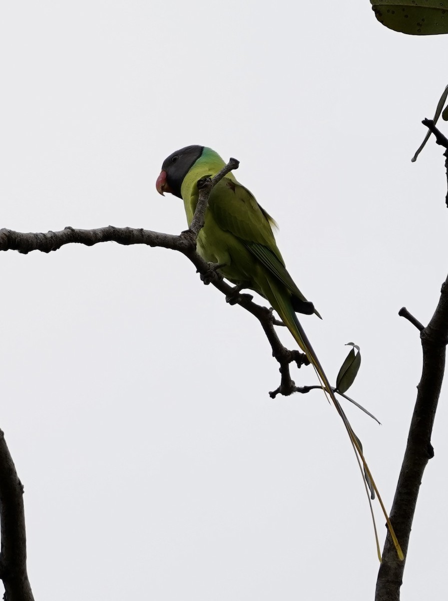 Gray-headed Parakeet - Daniel Winzeler