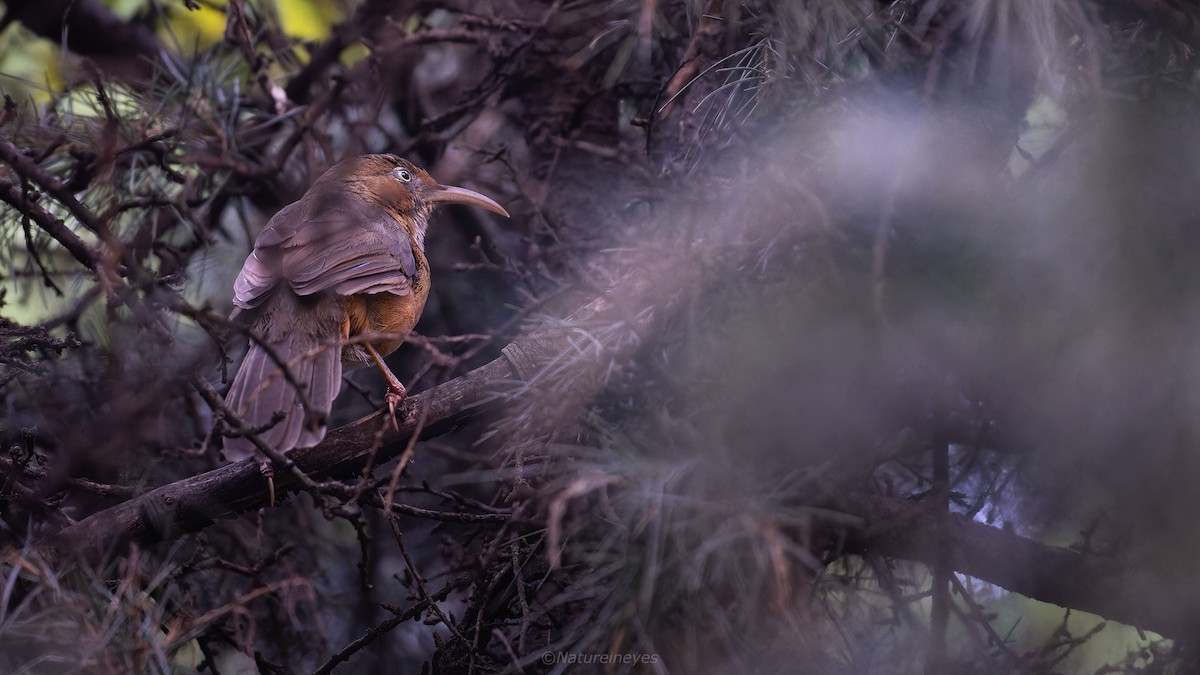 Black-streaked Scimitar-Babbler - ML611181483