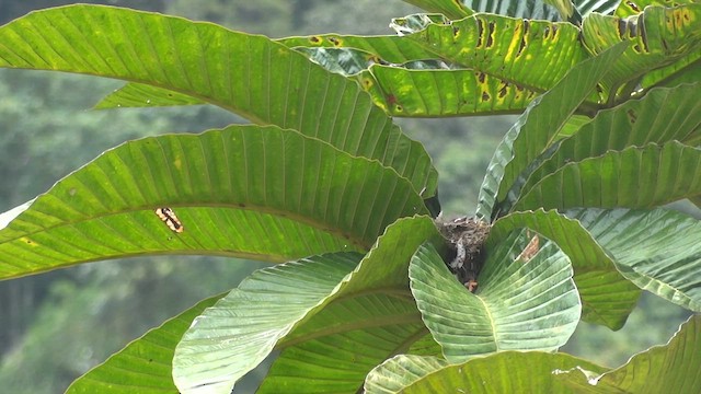 Blue-necked Tanager - ML611181579