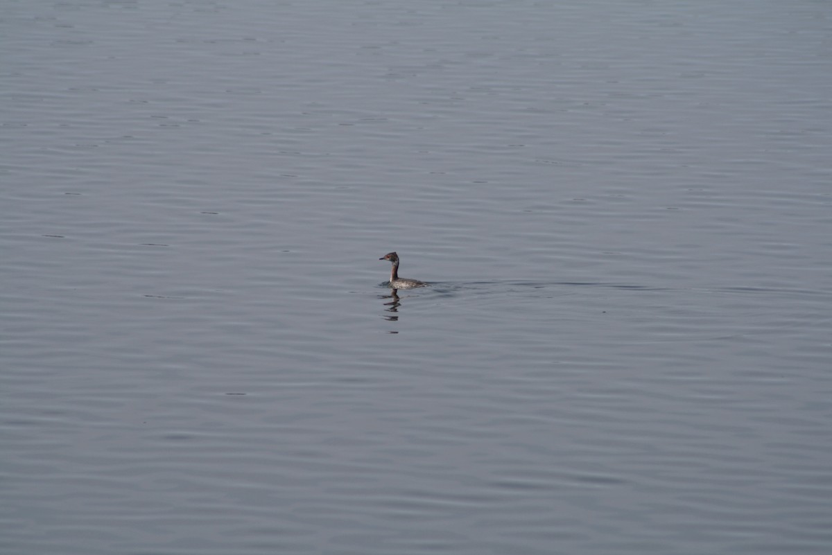 Horned Grebe - Greg Lawrence