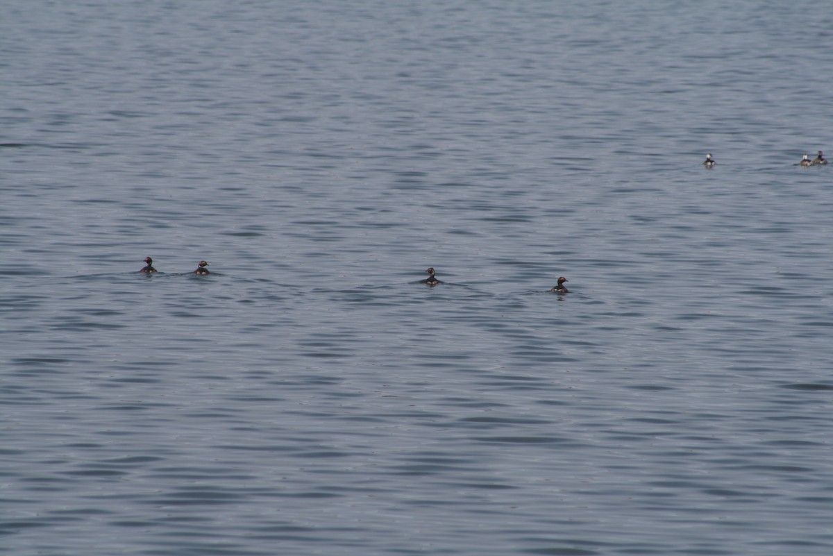 Horned Grebe - ML611181835