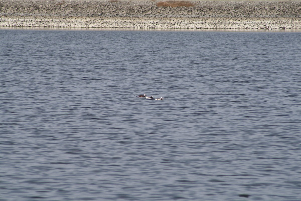 Long-tailed Duck - Greg Lawrence