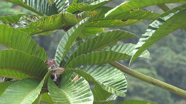 Blue-necked Tanager - ML611181865