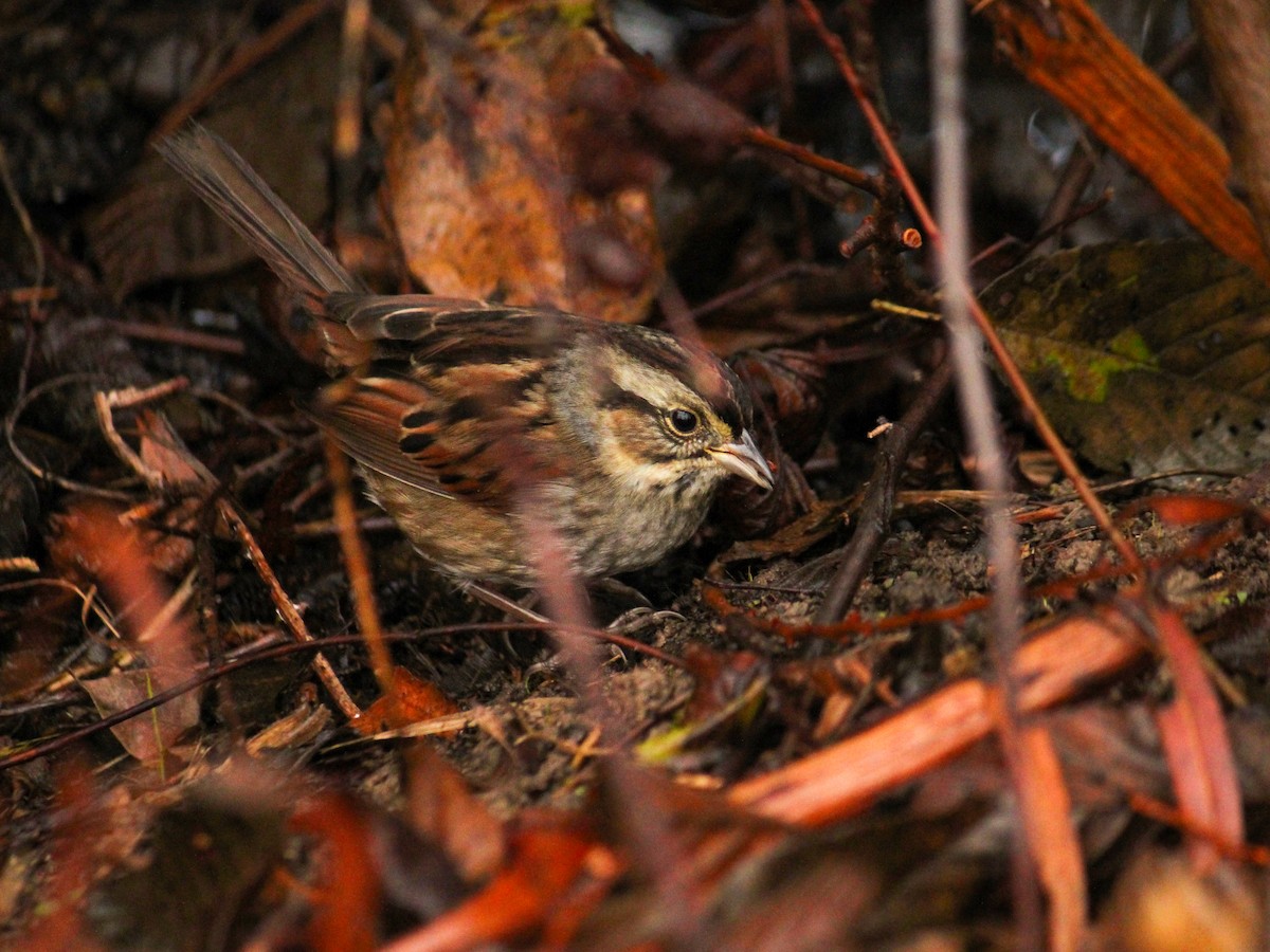 Swamp Sparrow - Richard  Lechleitner