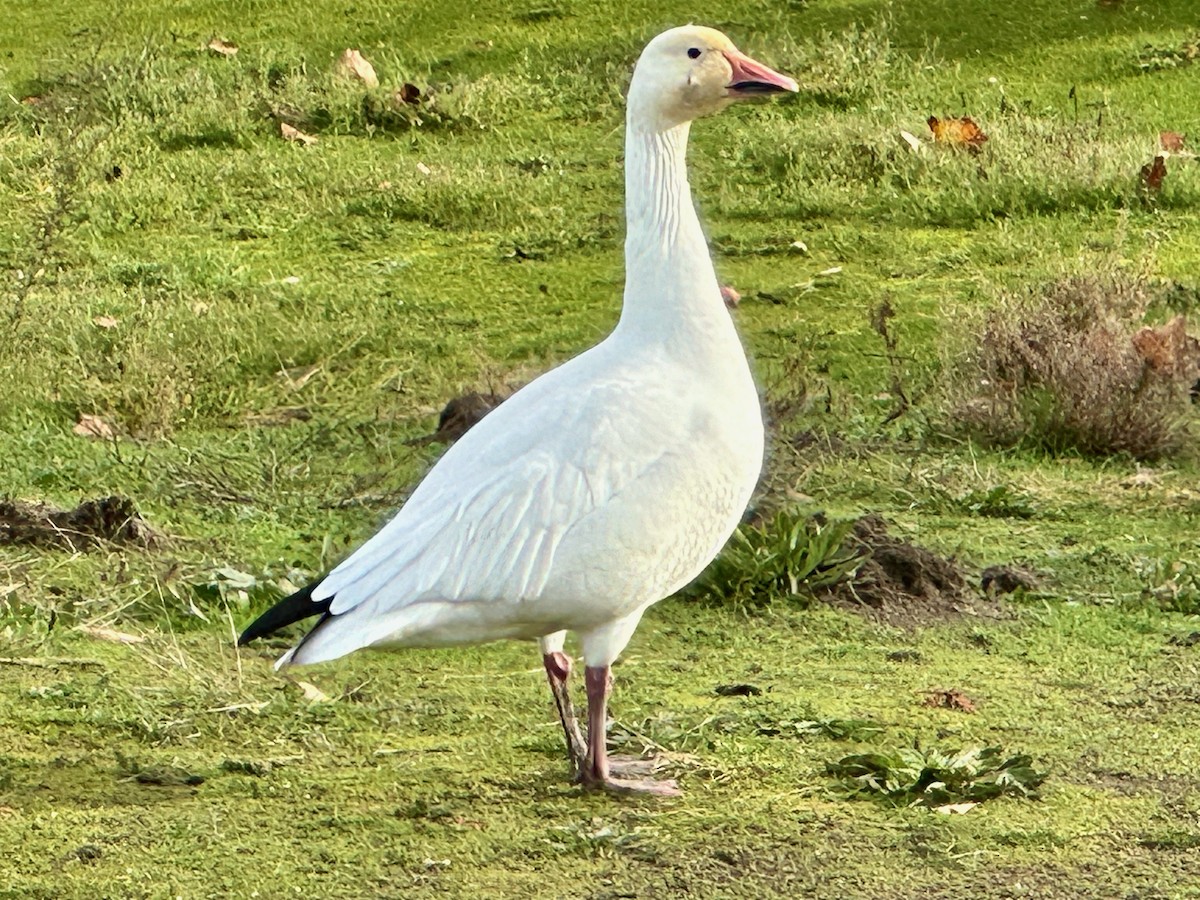 Snow Goose - ML611181929