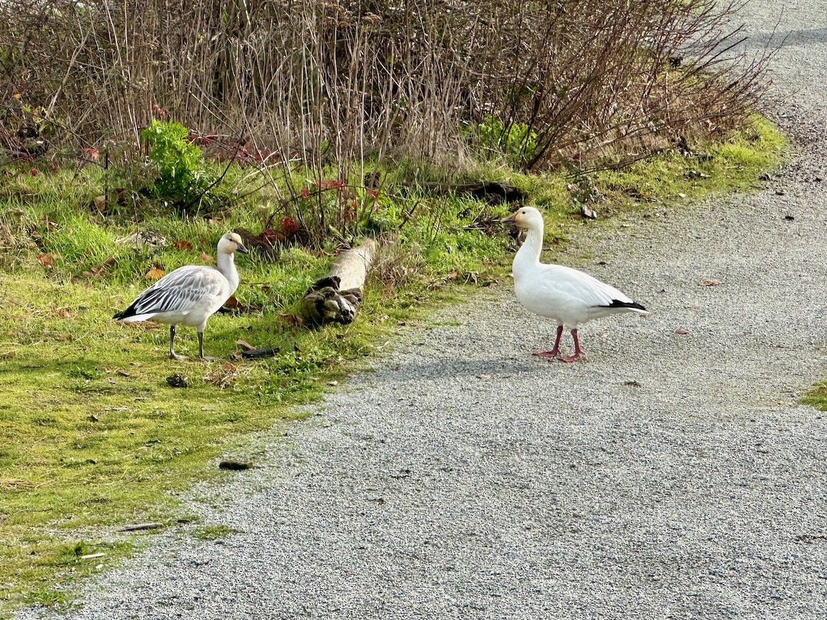 Snow Goose - ML611181930