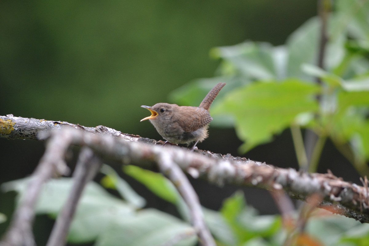 House Wren - ML611181943