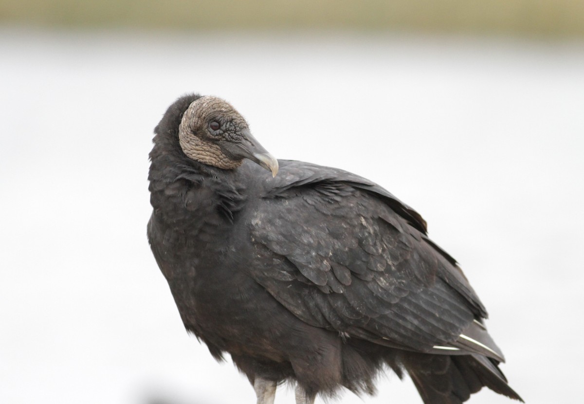 Black Vulture - ML611181945