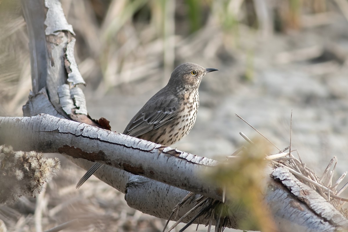 Sage Thrasher - ML611181996