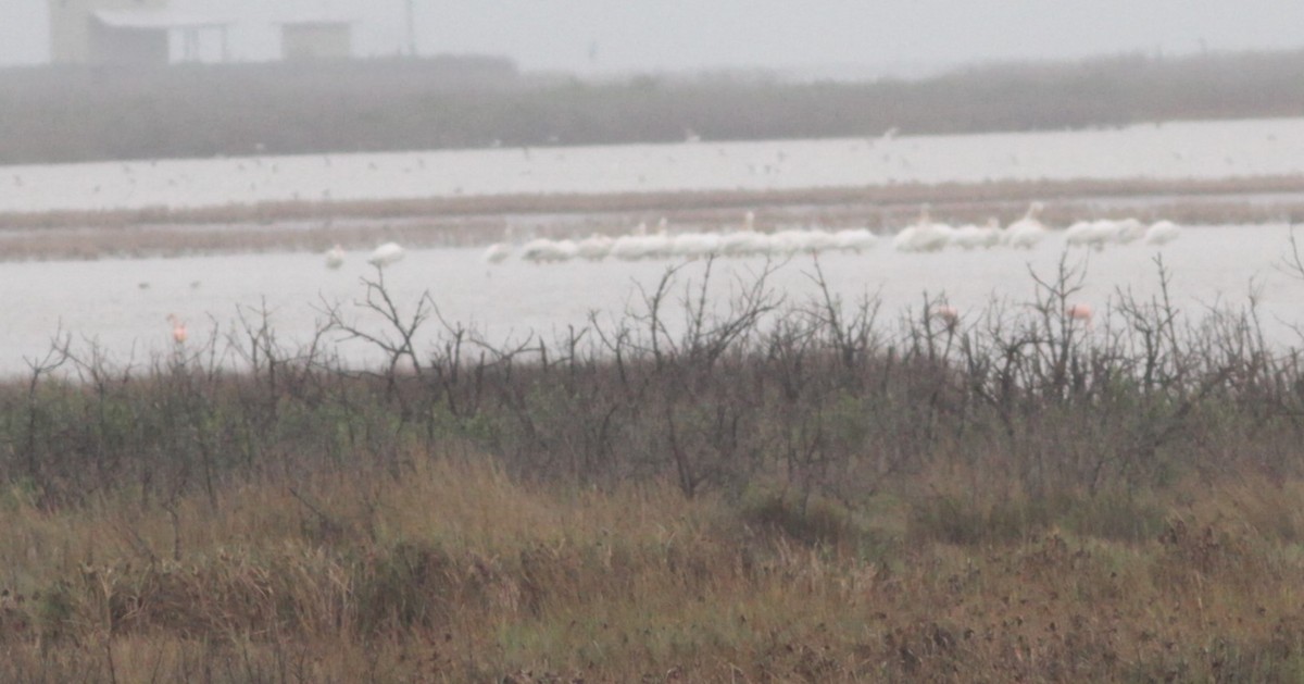 American Flamingo - ML611182016