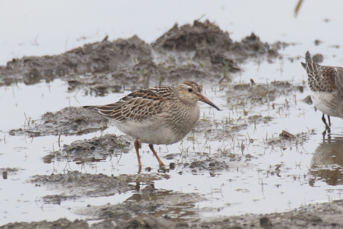 Pectoral Sandpiper - Brad Carlson