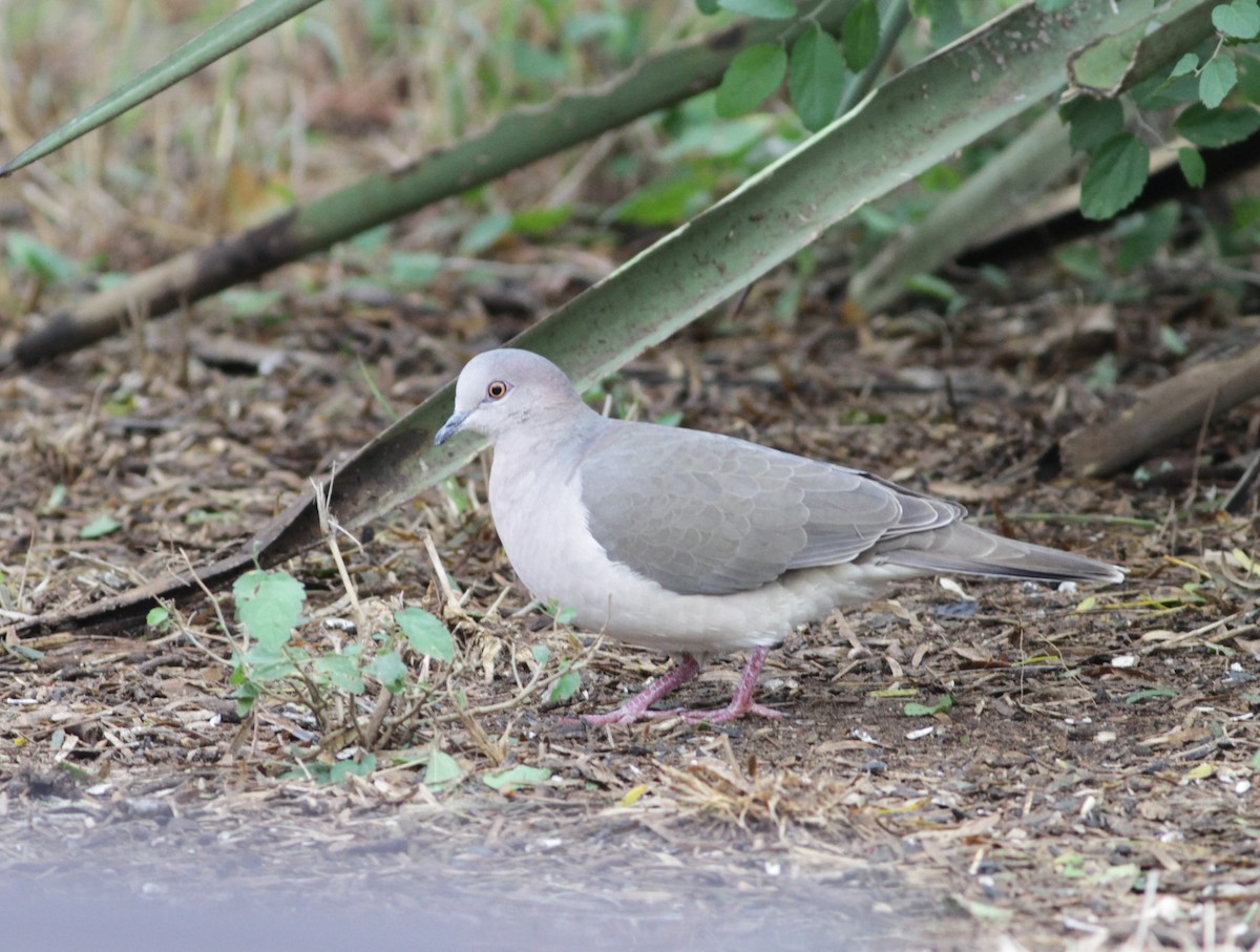 White-tipped Dove - ML611182079