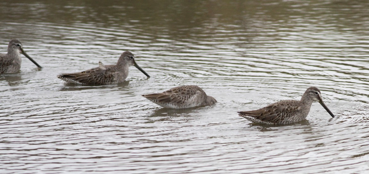 langnebbekkasinsnipe - ML611182082