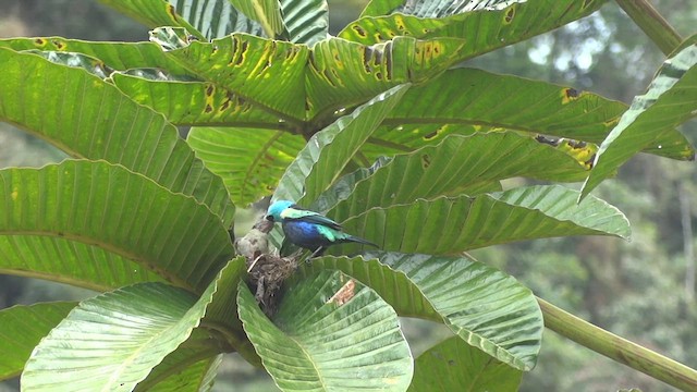 Blue-necked Tanager - ML611182133