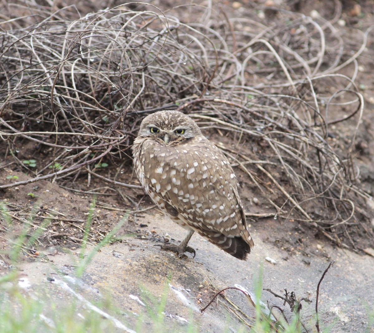 Burrowing Owl - Marc North