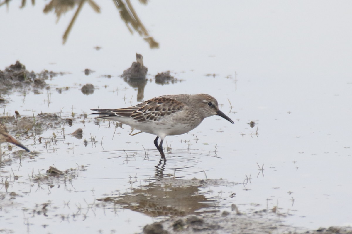 White-rumped Sandpiper - ML611182152