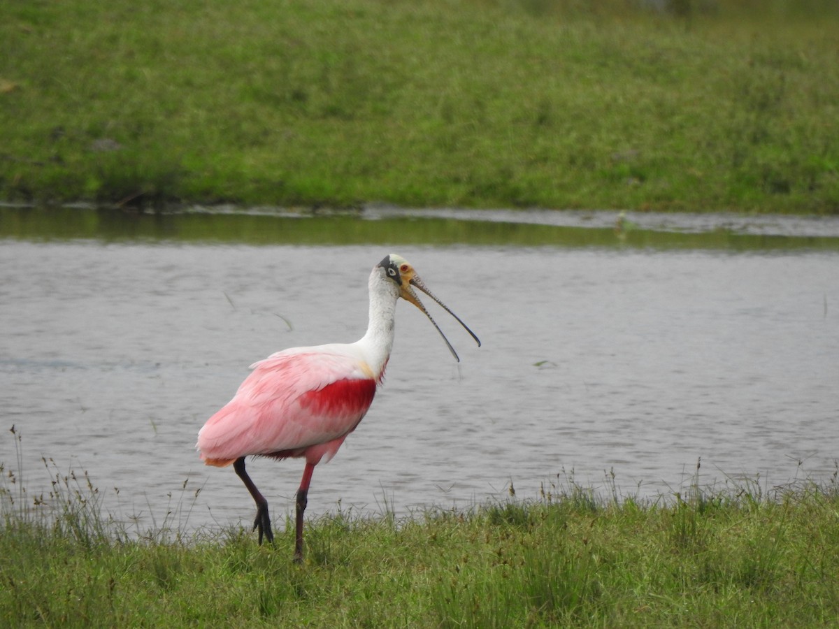 Roseate Spoonbill - ML611182378