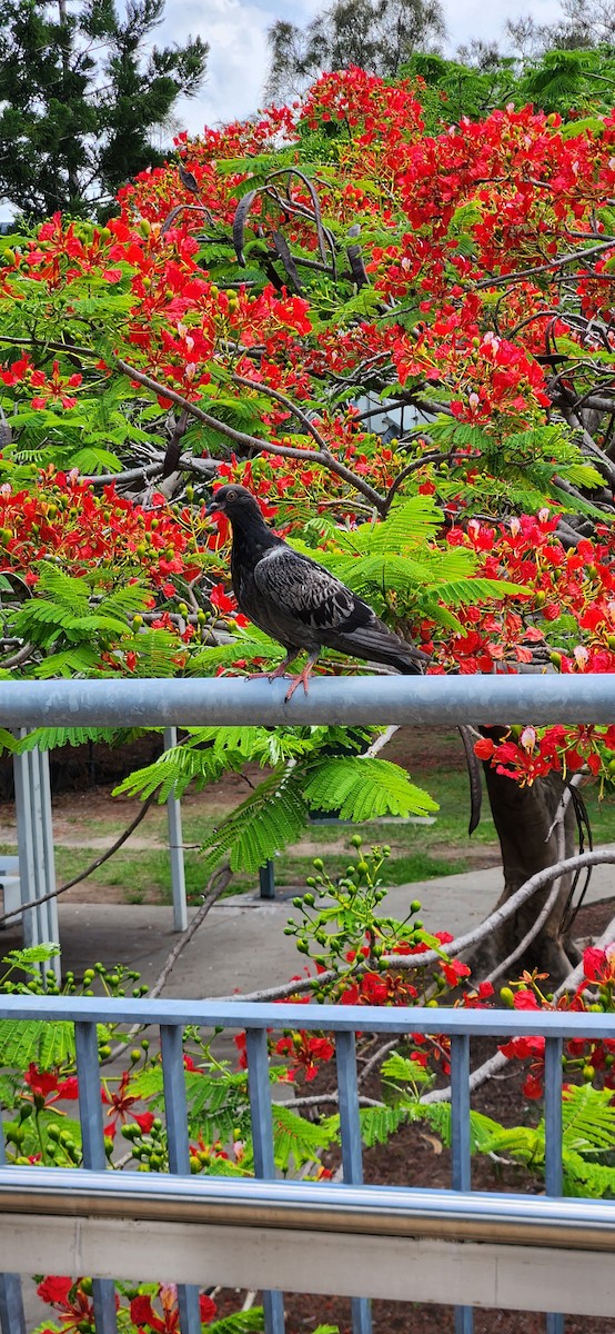 Сизый голубь (Одомашненного типа) - ML611182434