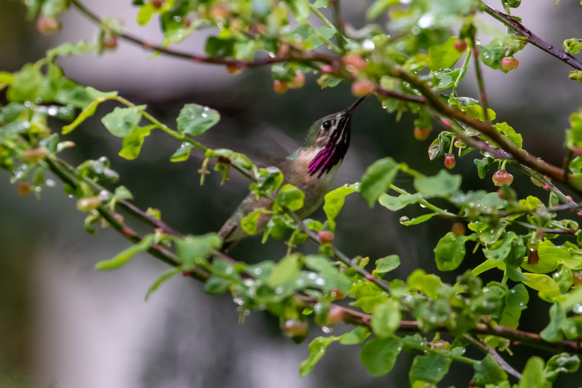 Calliope Hummingbird - ML611182501