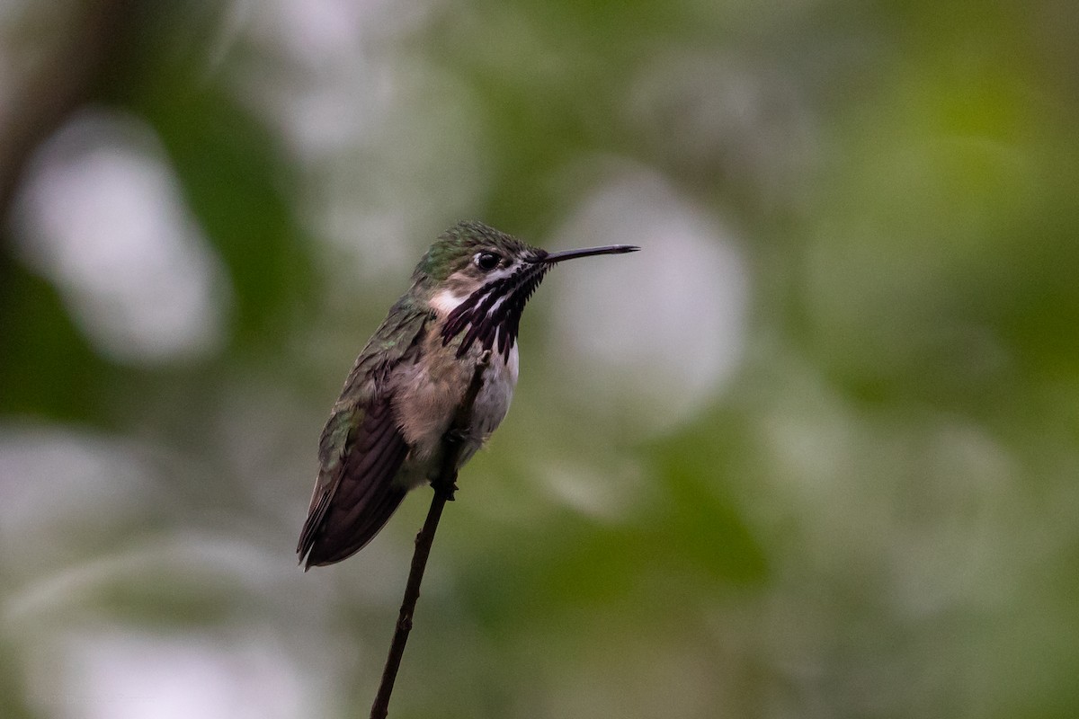 Calliope Hummingbird - ML611182502