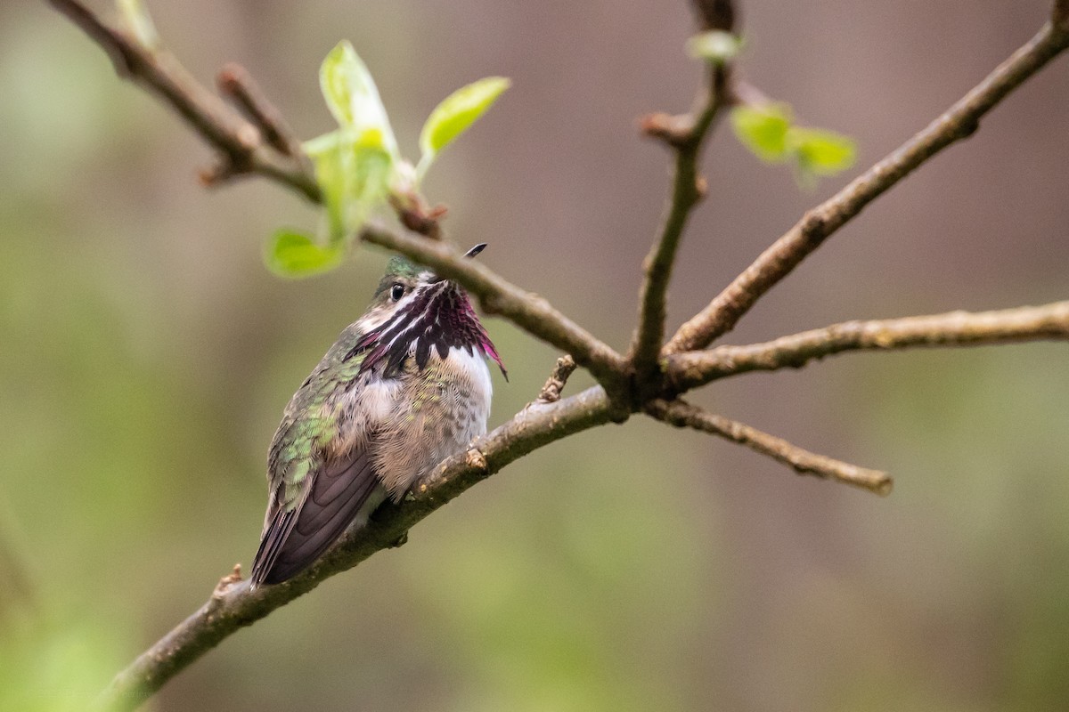 Calliope Hummingbird - Denise LaPerriere