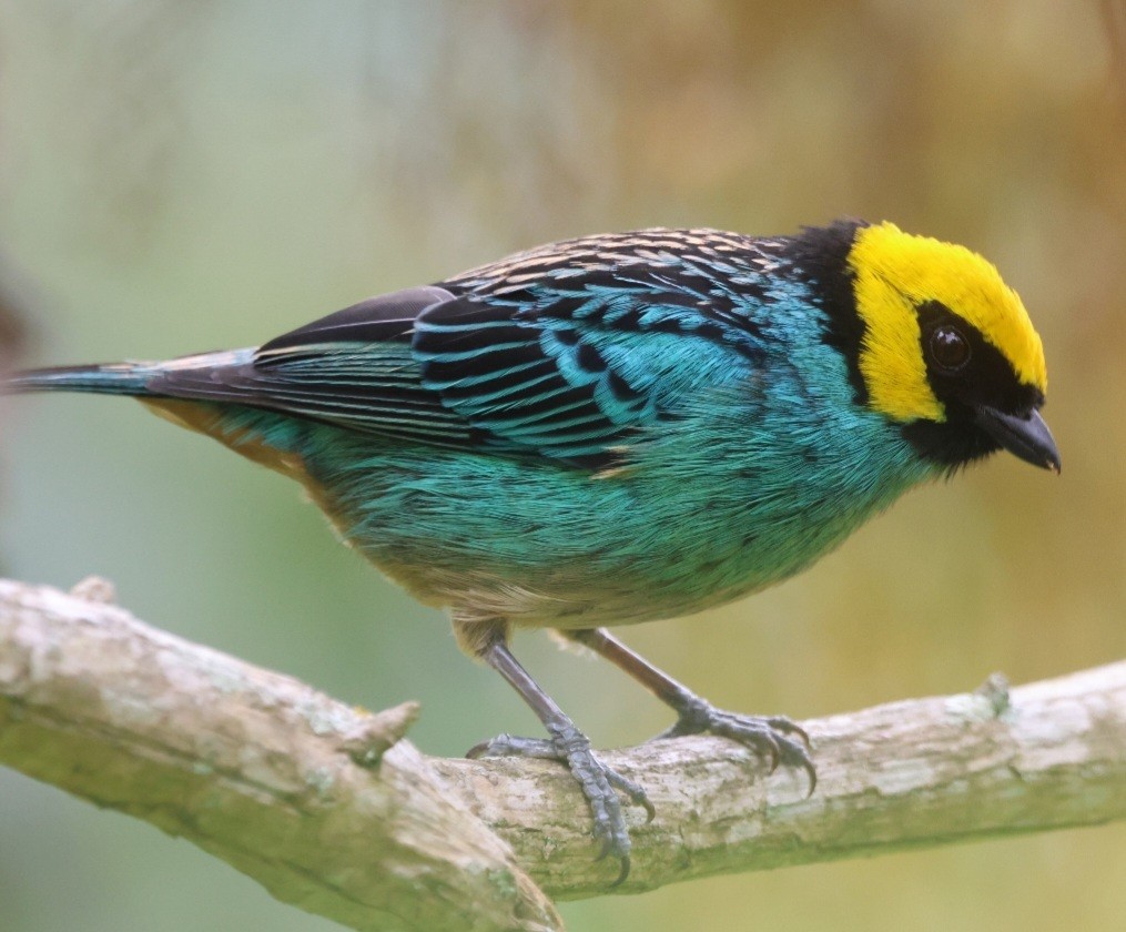 Saffron-crowned Tanager - Jorge Alcalá