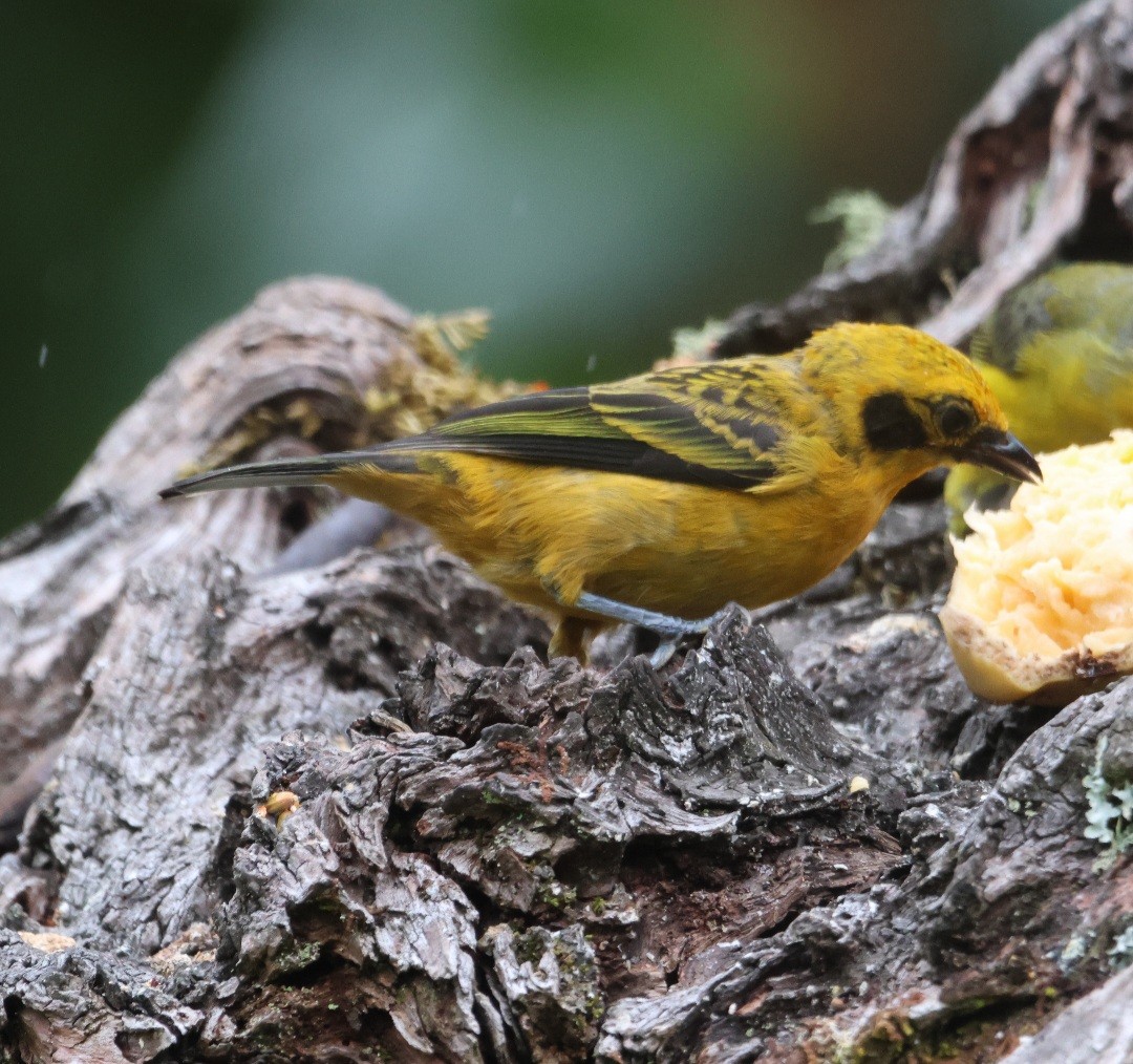 Golden Tanager - ML611182585