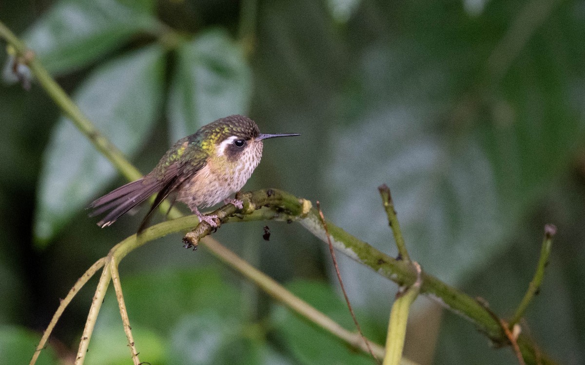 Speckled Hummingbird - ML611182615