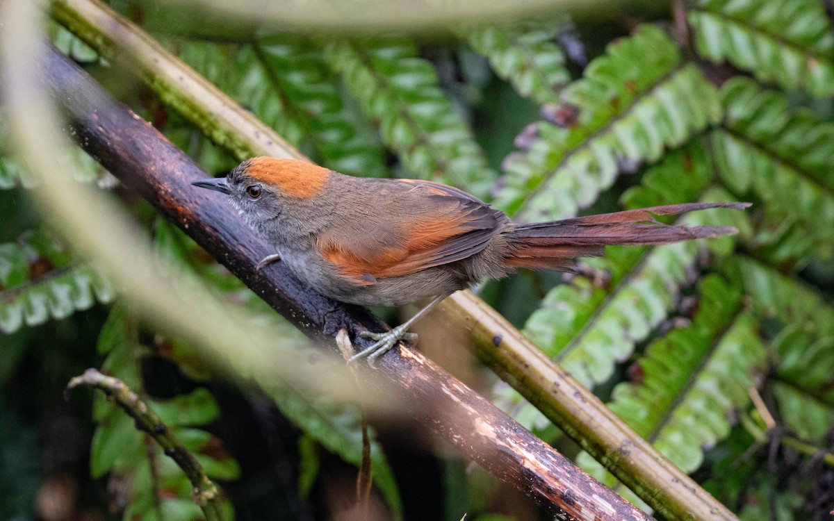 Azara's Spinetail - ML611182629