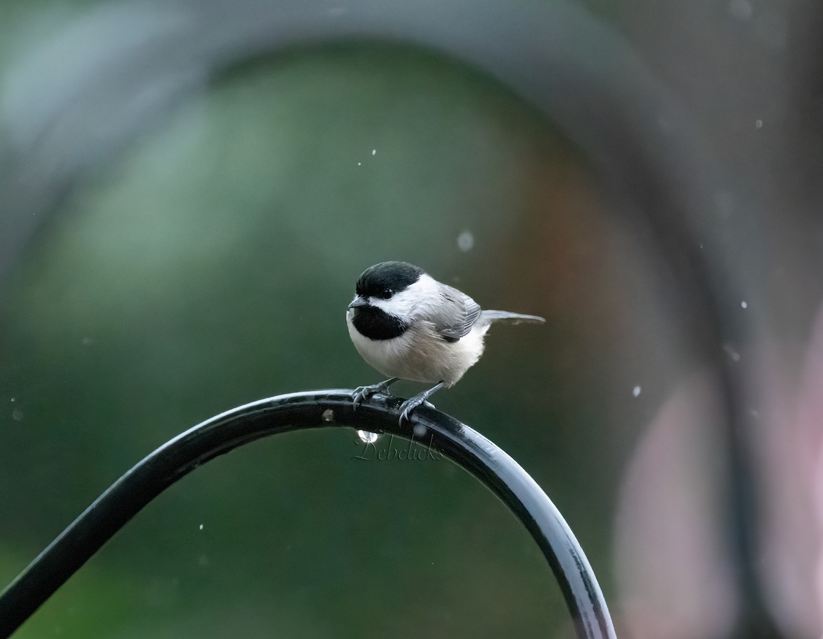 Carolina Chickadee - ML611182758