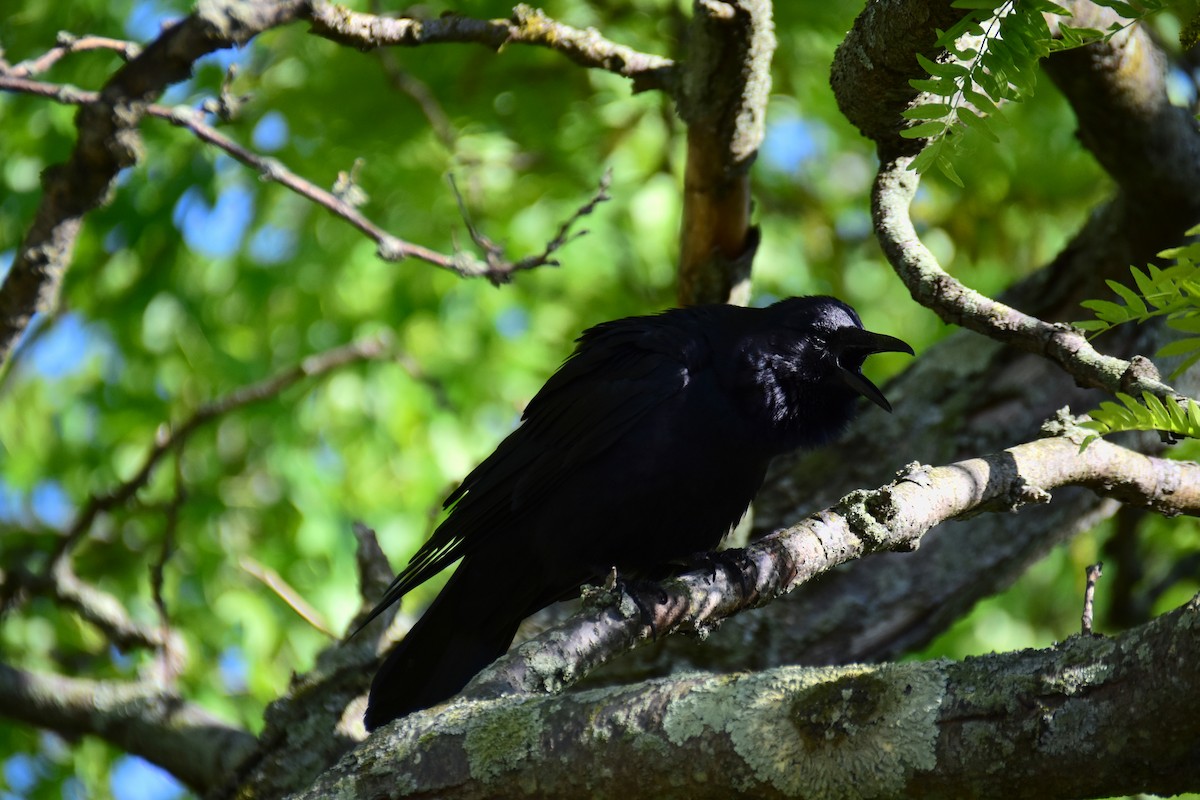 American Crow - ML611182763