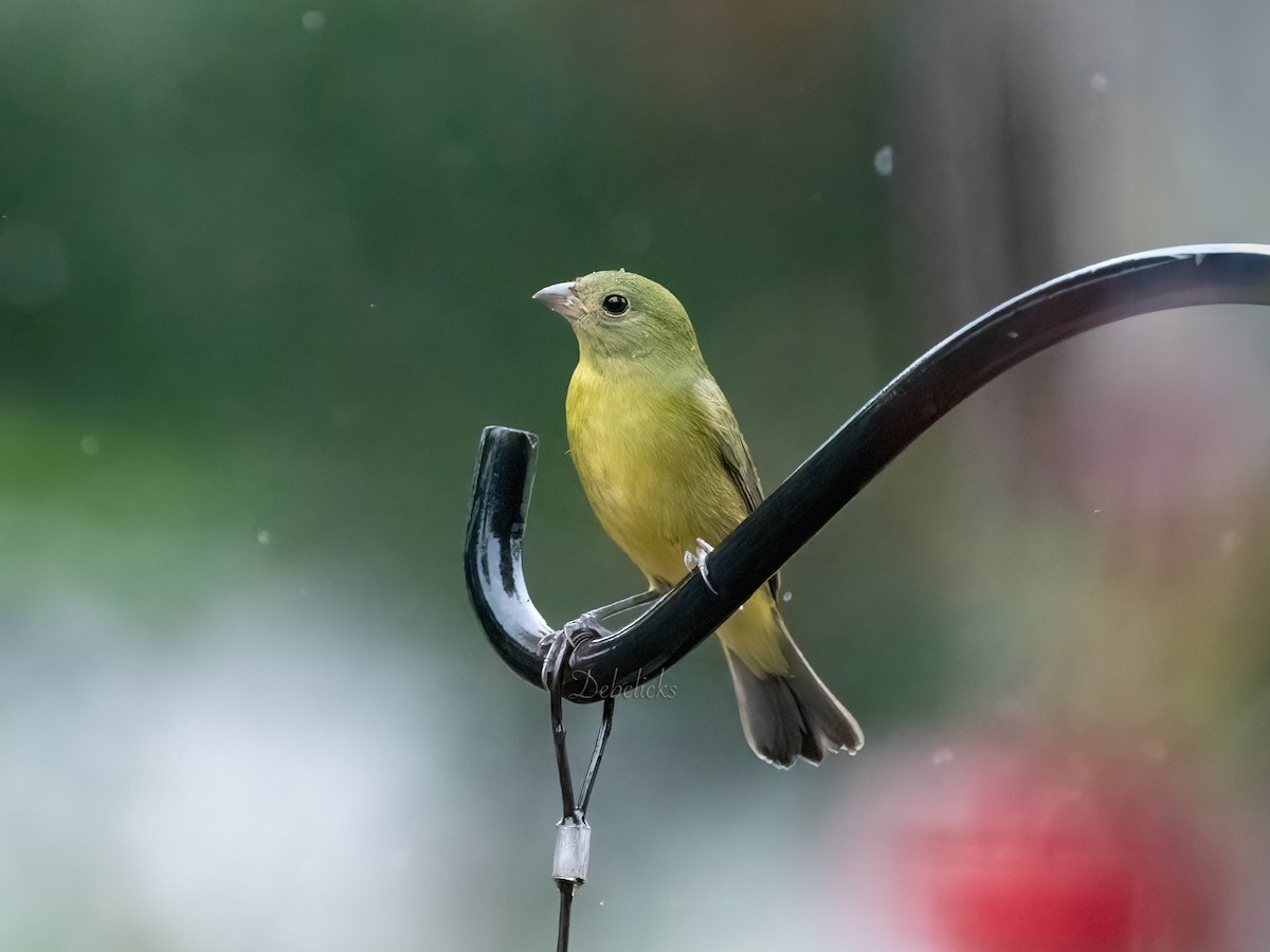 Painted Bunting - ML611182778