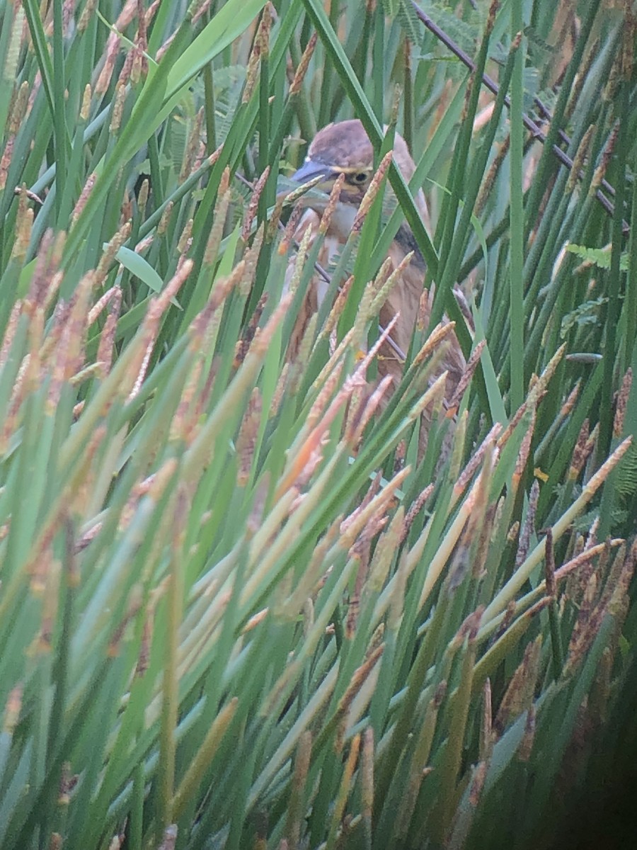 American Bittern - ML611182783