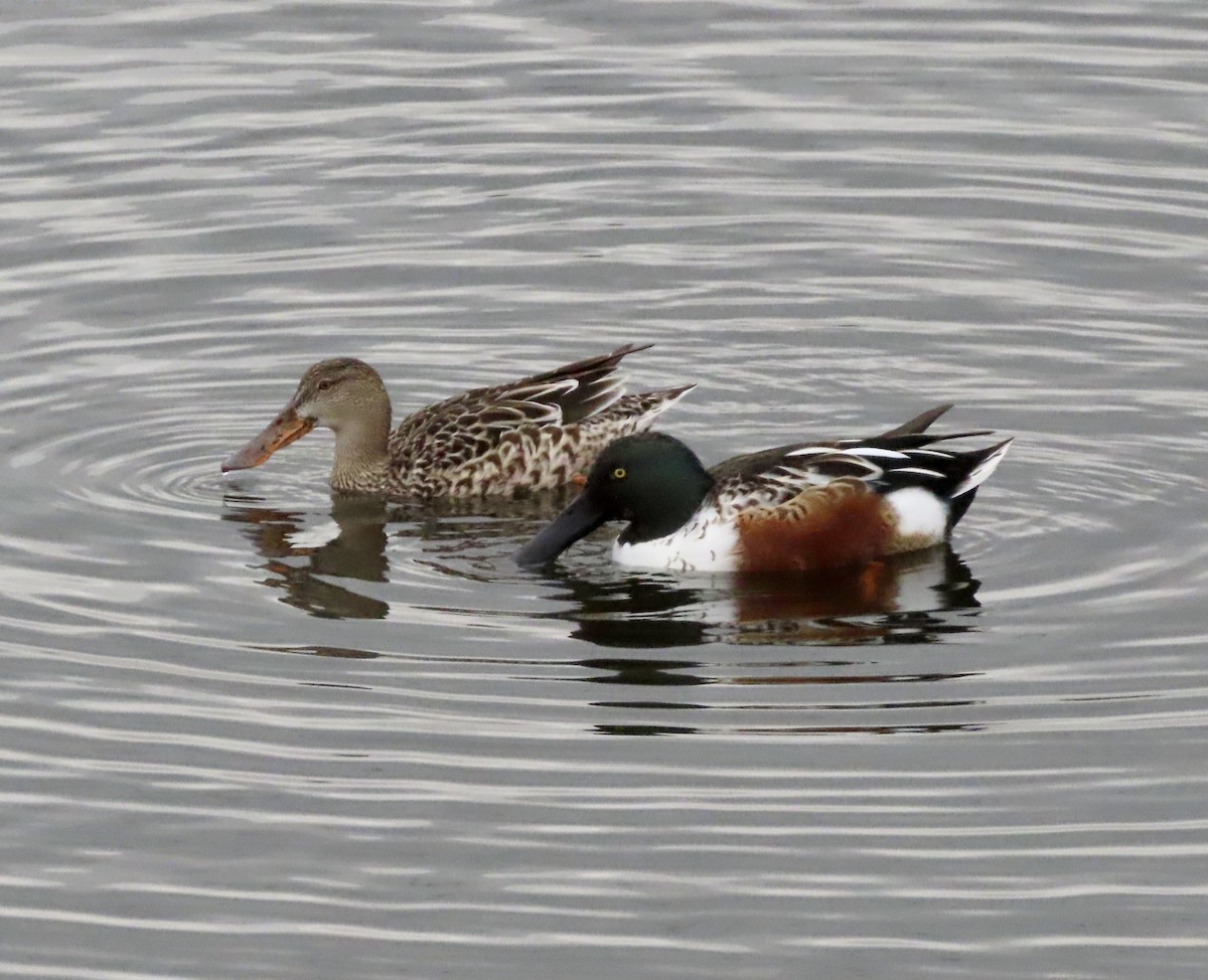 Northern Shoveler - ML611182784