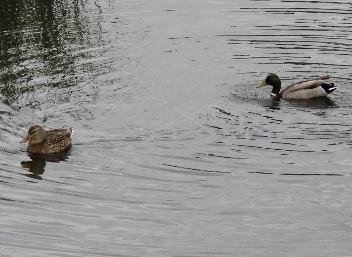 Mallard - George Chrisman