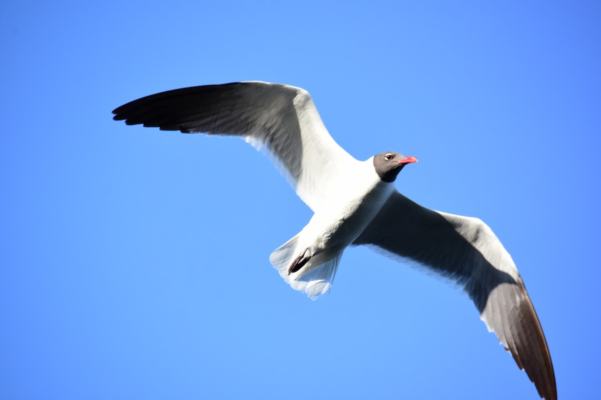 Laughing Gull - ML611182832