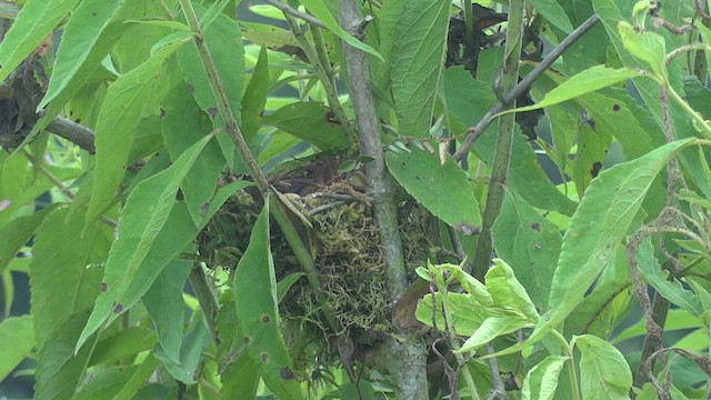 Silver-throated Tanager - ML611182842