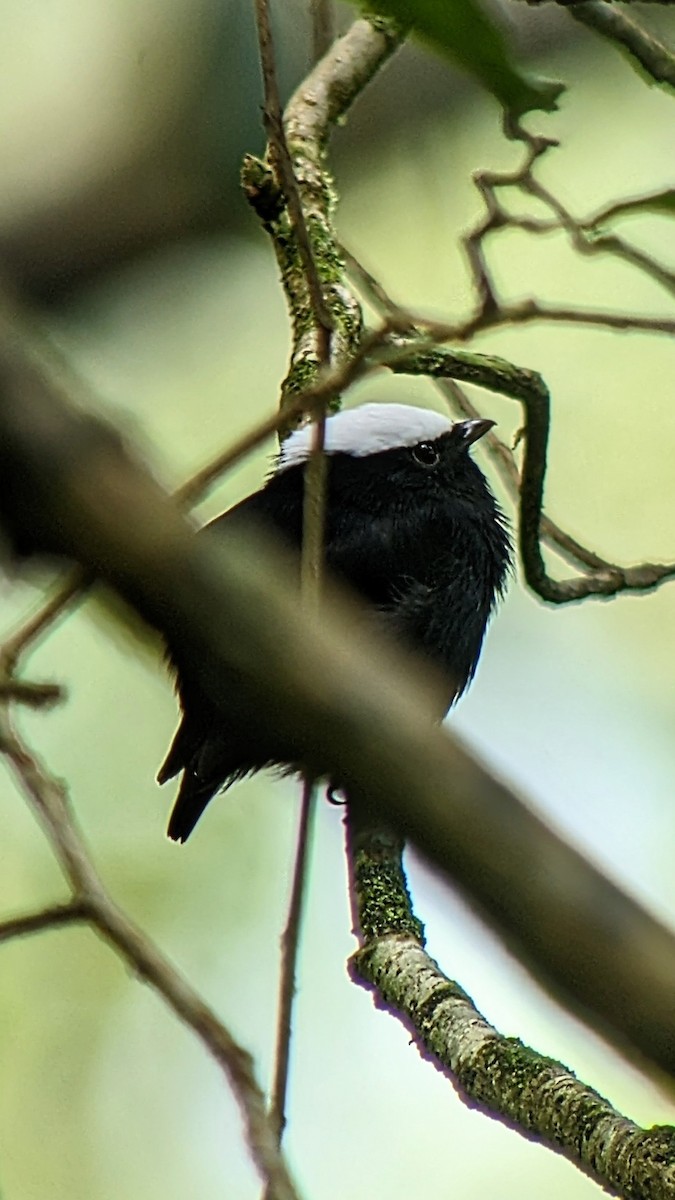 Manakin à tête blanche - ML611182970