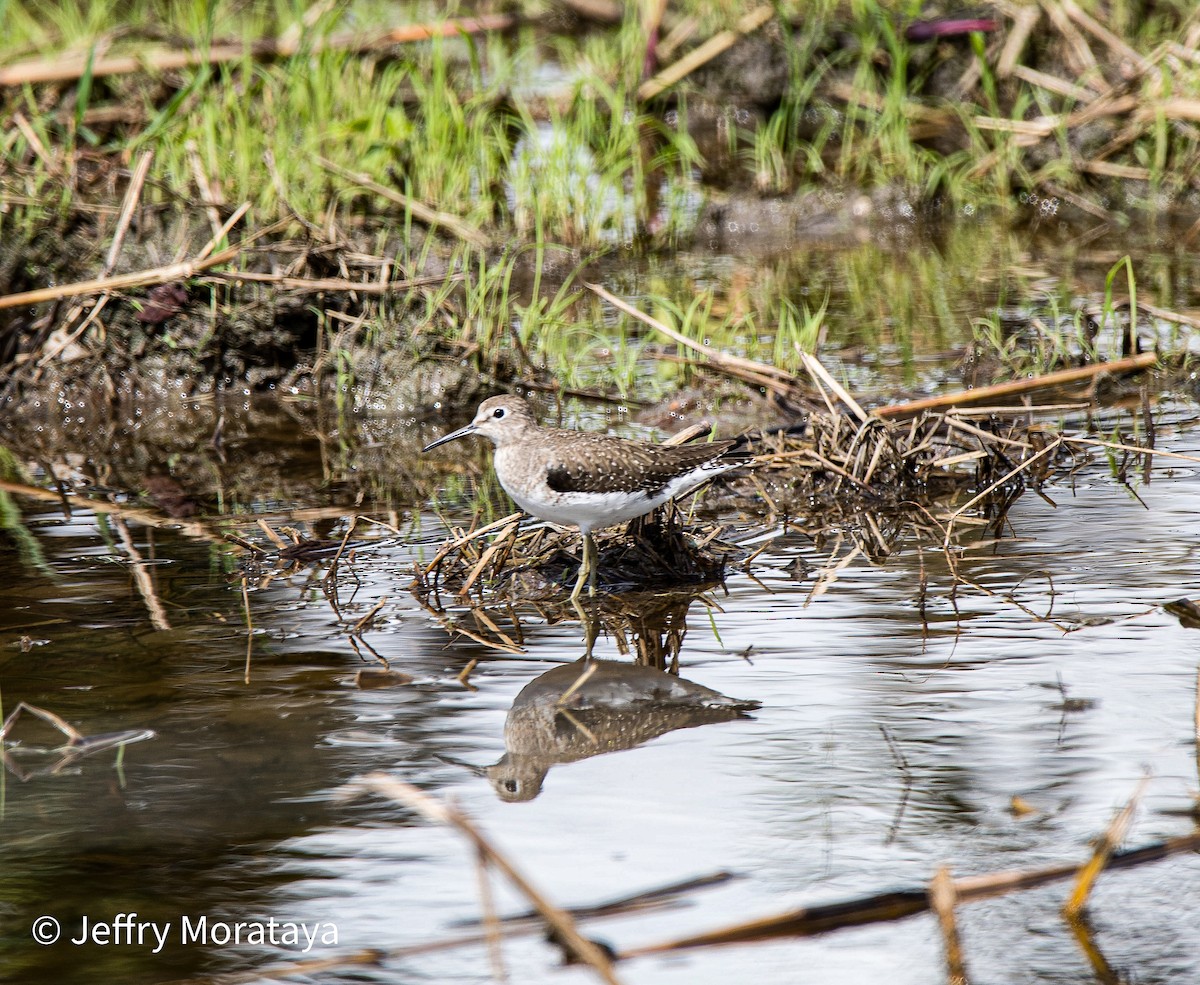 Solitary Sandpiper - ML611183001