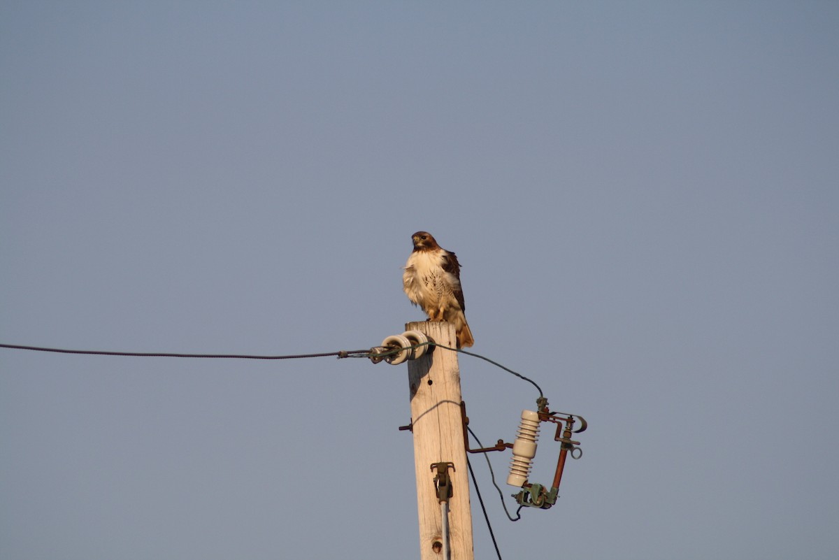 Red-tailed Hawk - ML611183054