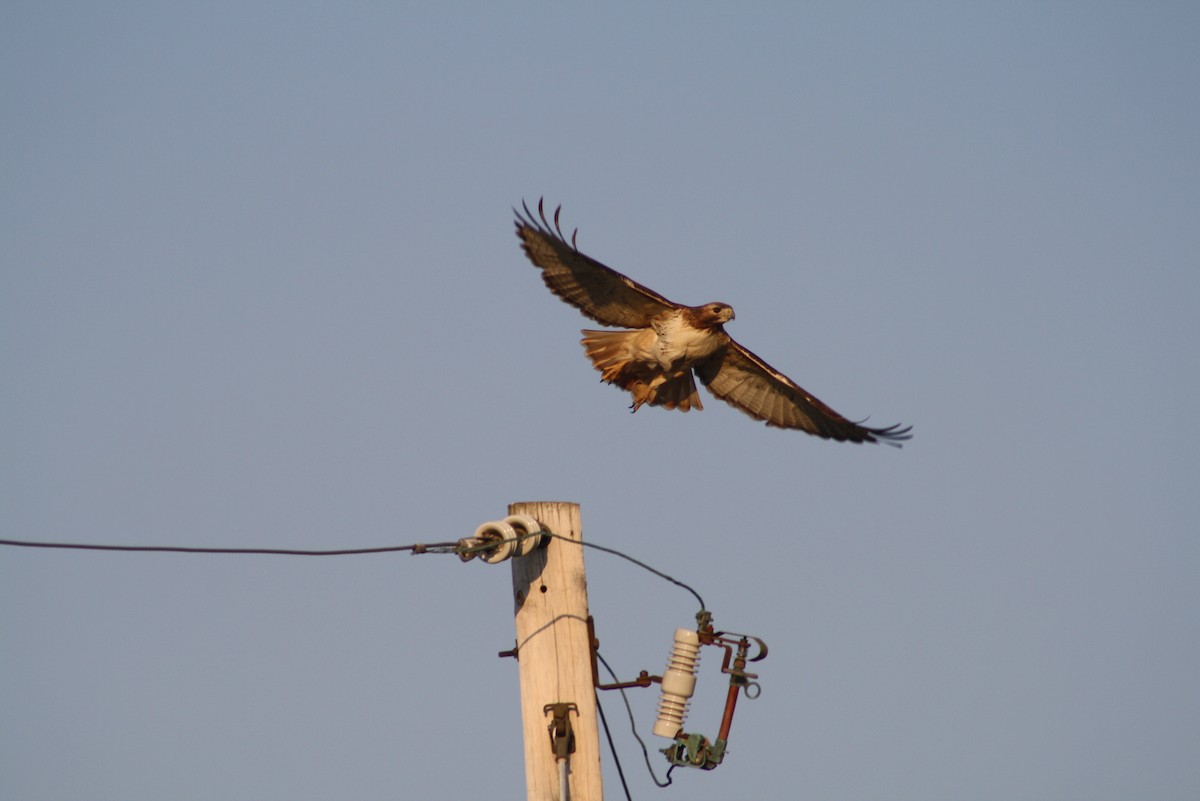 Red-tailed Hawk - ML611183060