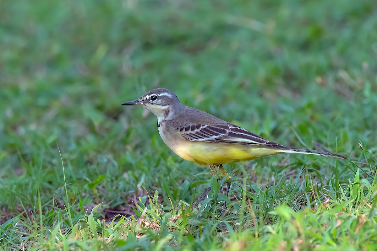 Gray Wagtail - Rajkumar Das