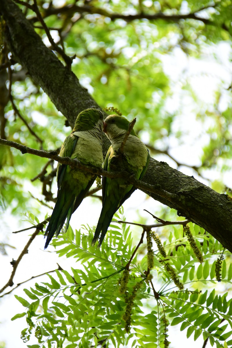 Monk Parakeet - ML611183126