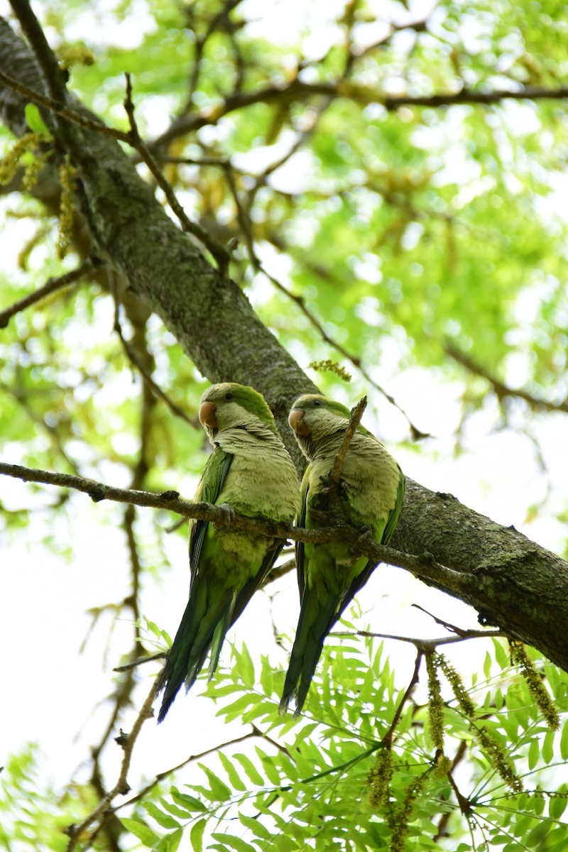 Monk Parakeet - ML611183127