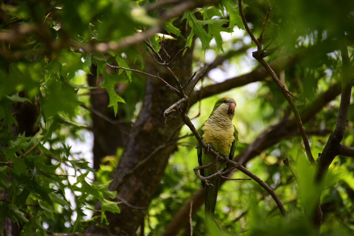 Monk Parakeet - ML611183128