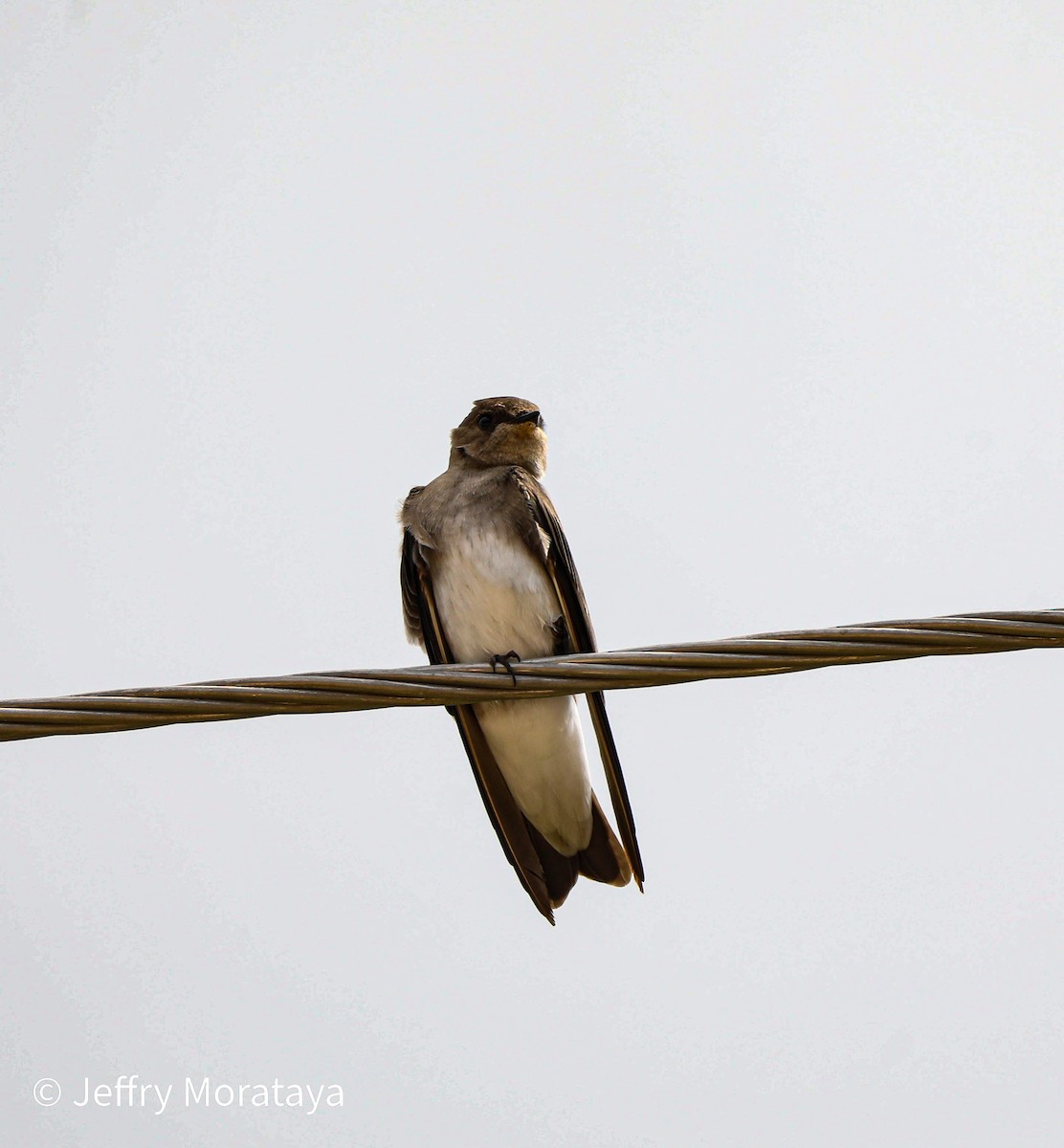 Northern Rough-winged Swallow (Northern) - ML611183183