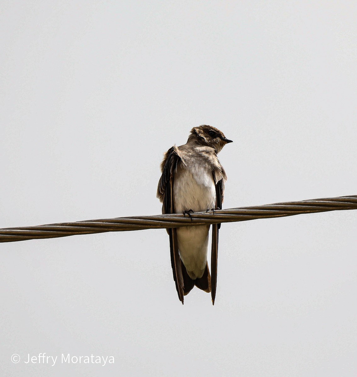 Northern Rough-winged Swallow (Northern) - ML611183184