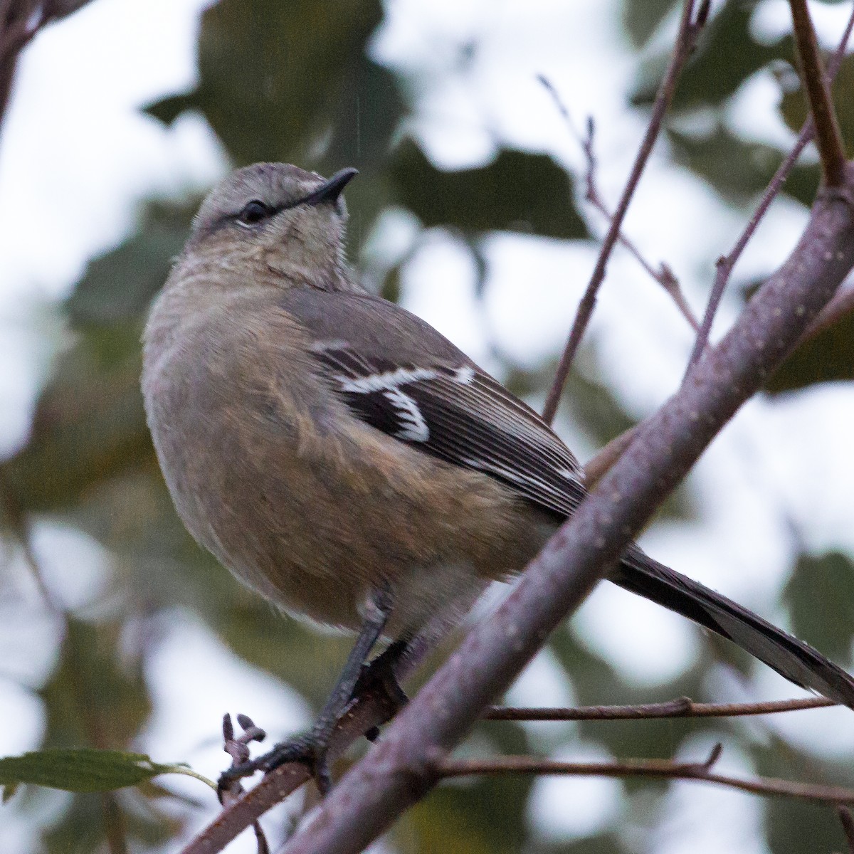 Patagonian Mockingbird - ML611183197