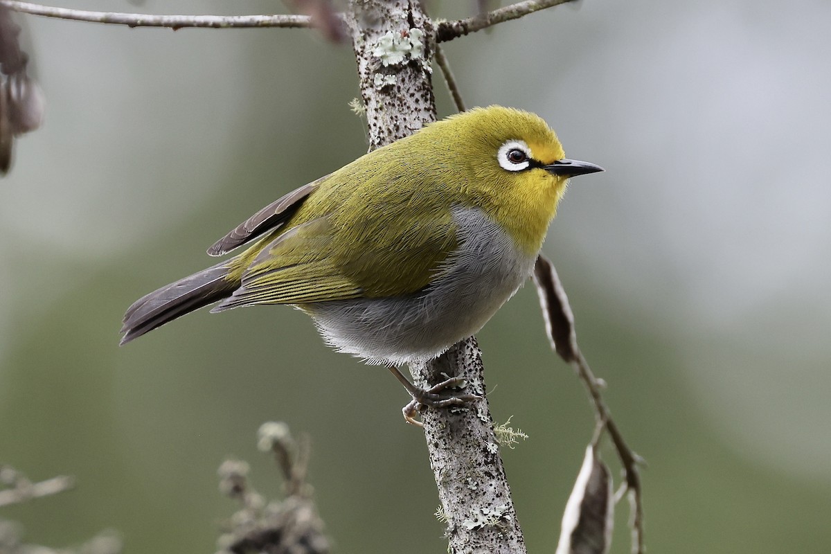 South Pare White-eye - ML611183299