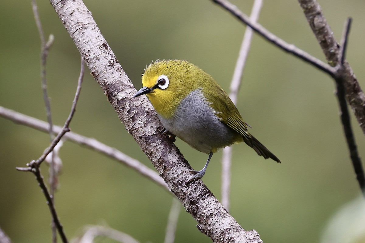 South Pare White-eye - ML611183300